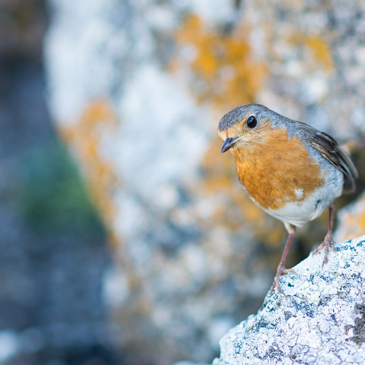 “Ecobalades” : Nature in your smartphone