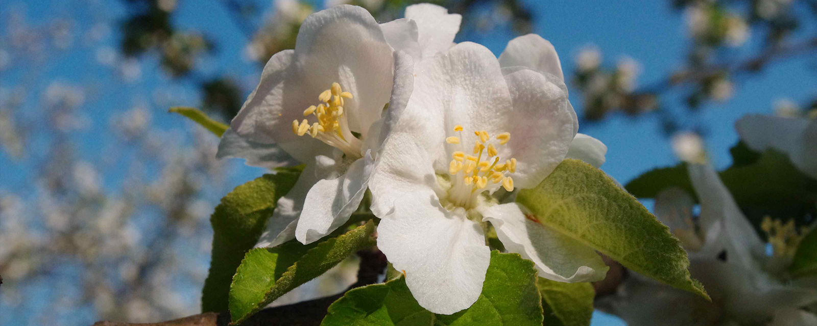 Fleur de pommier