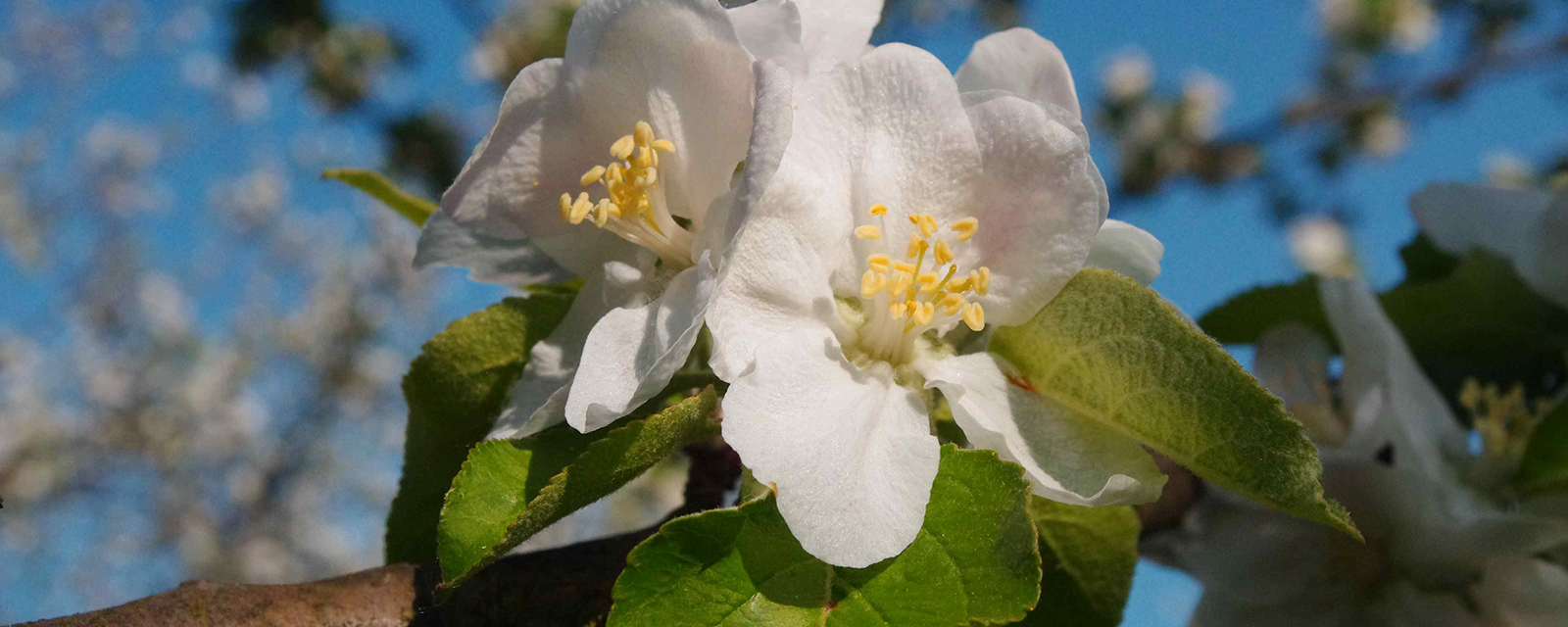 Apfelblüte in Elliant