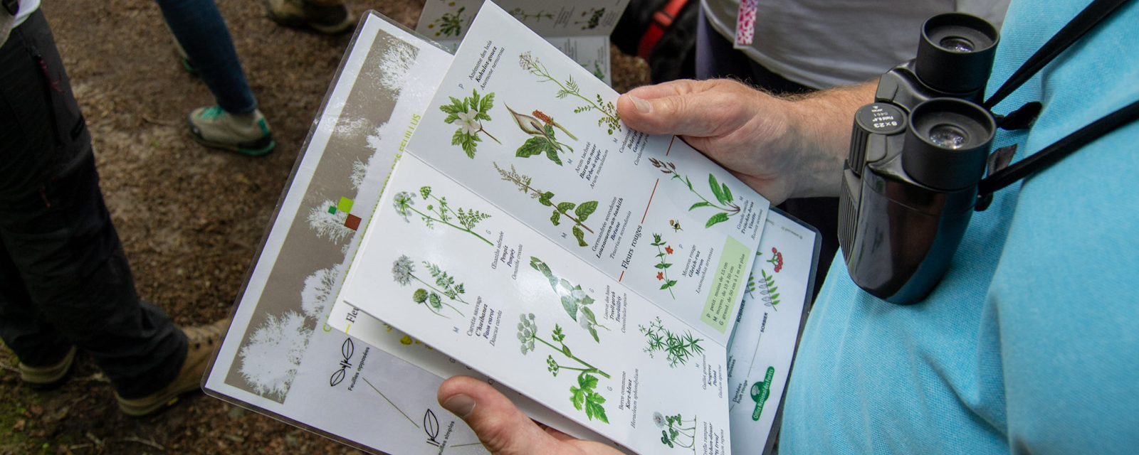sortie nature avec Bretagne Vivante au bois du Hénan à Névez - Finistère Bretagne